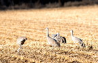 Sandhill Crane in corn field